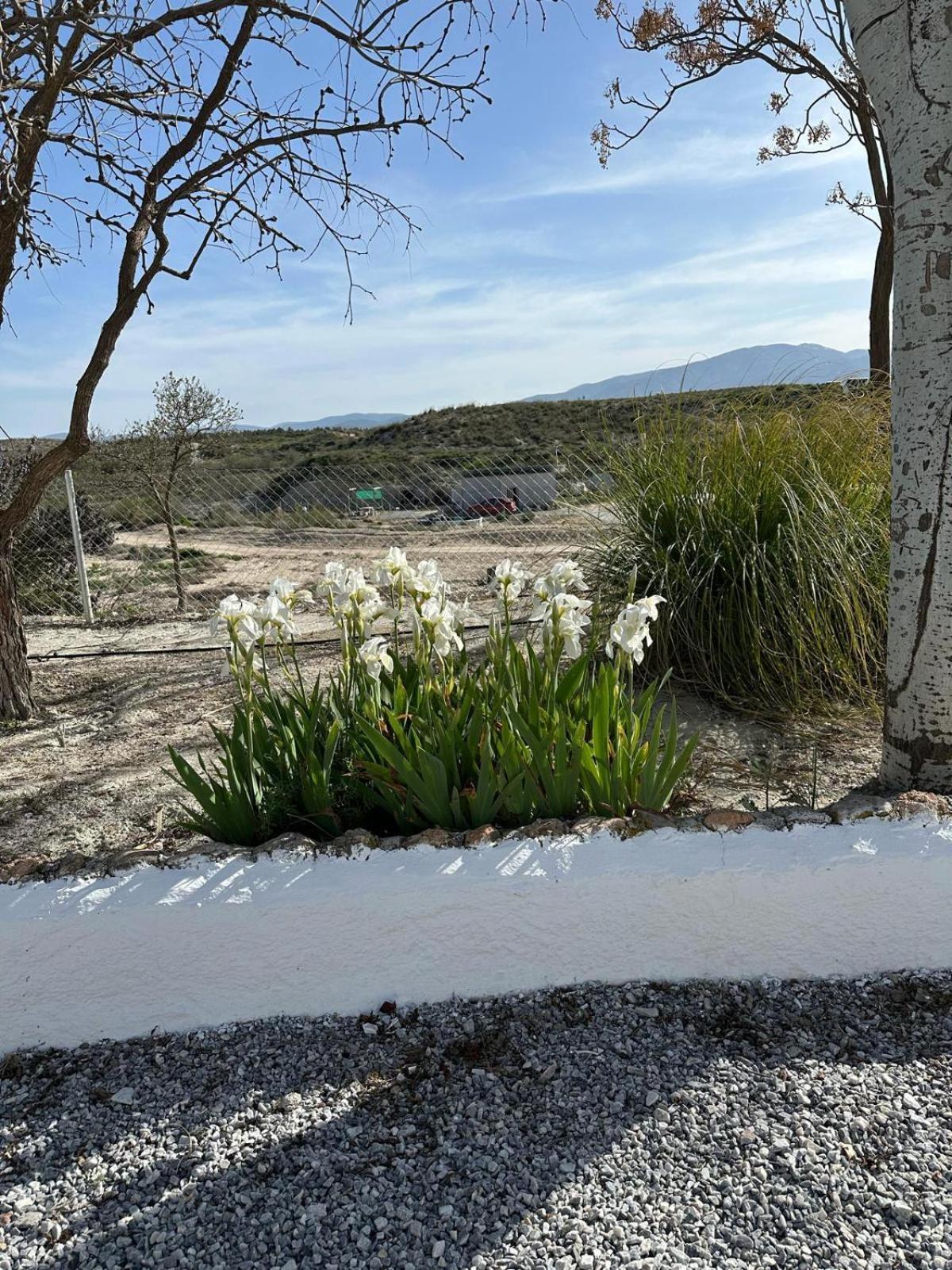 Alojamientos Cuevas Tiana El Aljibete Extérieur photo